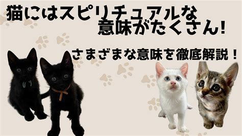 【占い師監修】猫にはスピリチュアルな意味がたくさん！さまざ。